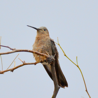 Great Hummingbird